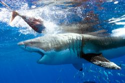Great White chasing bait. Guadalupe Island by Andy Lerner 